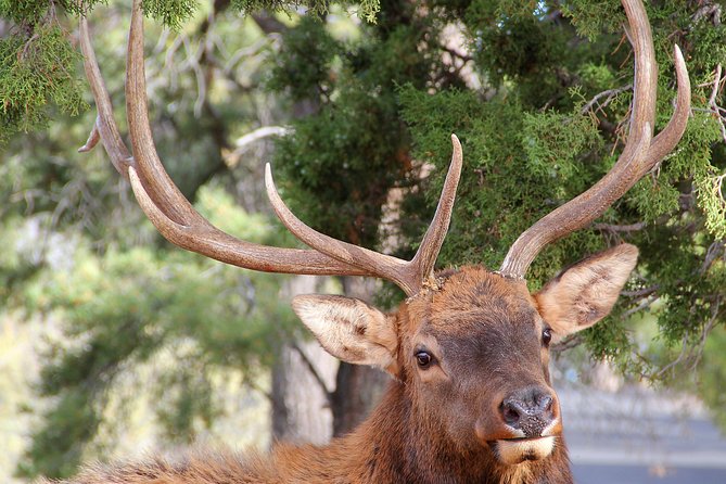 3 Hour Back-Road Safari to Grand Canyon with Entrance Gate By-Pass at 9:30 am - Bright Angel Trail (45 Minutes): Kolb Brothers and What You’ll Notice at the Edge