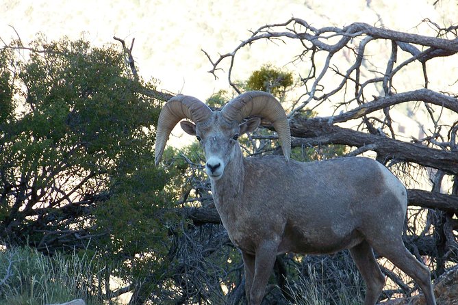 3 Hour Back-Road Safari to Grand Canyon with Entrance Gate By-Pass at 9:30 am - Hopi House, El Tovar, and Bright Angel Lodge (45 Minutes): Historic Buildings at the Rim