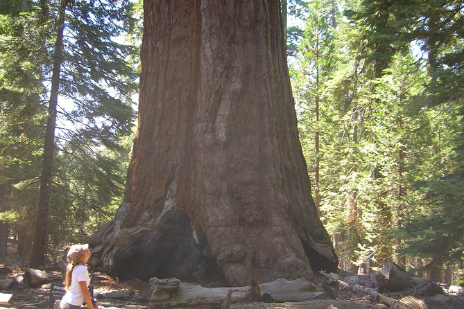 4 Day Death Valley, Yosemite, San Francisco from Las Vegas Camp or Lodge - Day 4: San Francisco guided tour with a practical city route