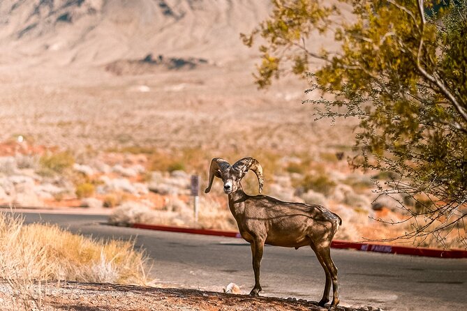 6hr Valley of Fire, Hoover Dam, Boulder City Tour from Las Vegas - The small-group advantage: comfort, water, and better attention