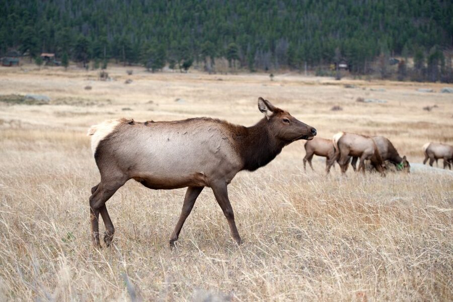 7-Day Yellowstone National Park Rocky Mountain Explorer - Grand Teton National Park: wildlife country with calm viewpoints