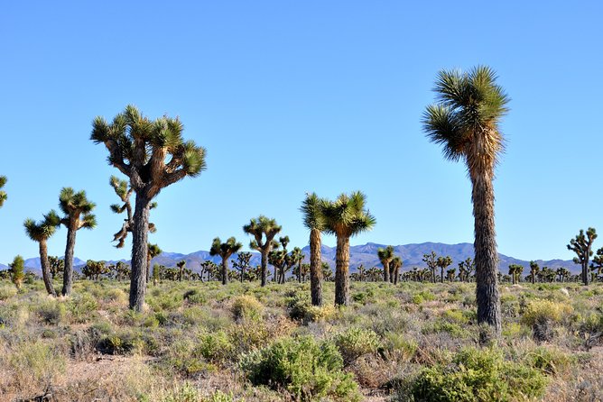 Area 51 Day Tour from Las Vegas with Alien and UFO Hotspots - Black Mailbox: the iconic UFO fan stop