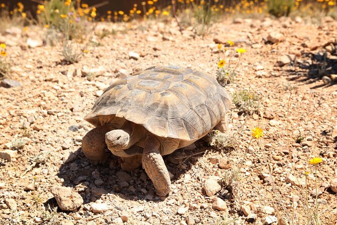 Audio Driving Tour: Grand Canyon West, Hoover Dam Red Rock Canyon - Grand Canyon West Rim: Skywalk, then pick your canyon views