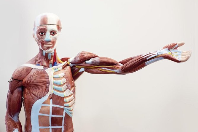 Bodies The Exhibition at the Luxor Hotel and Casino - Key highlights worth your time