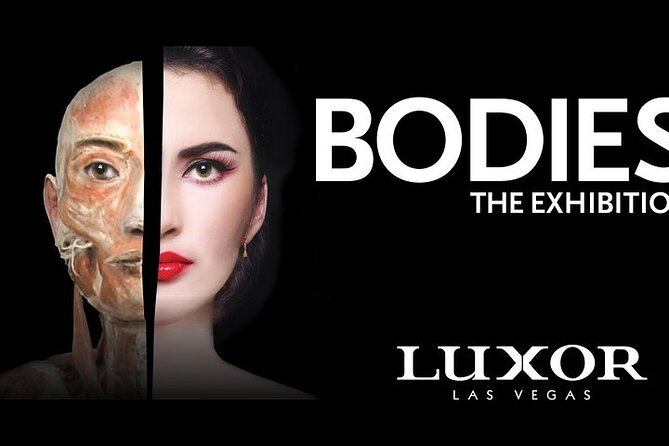 Bodies The Exhibition at the Luxor Hotel and Casino - Bodies at Luxor: the perfect indoor reset in Las Vegas