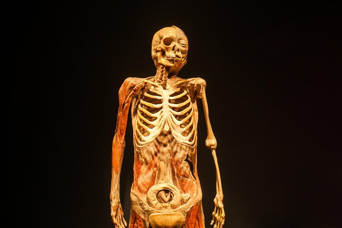 Bodies The Exhibition at the Luxor Hotel and Casino - Value and cost: is $37.13 actually a good deal?