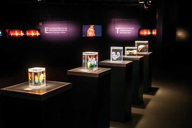 Bodies The Exhibition at the Luxor Hotel and Casino - Admission that fits your day: opening hours, timing, and pacing