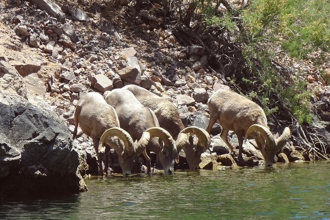 Emerald Cave & Black Canyon Kayak Tour with Vegas Pickup - What about the guides: why the instruction feels like part of the fun