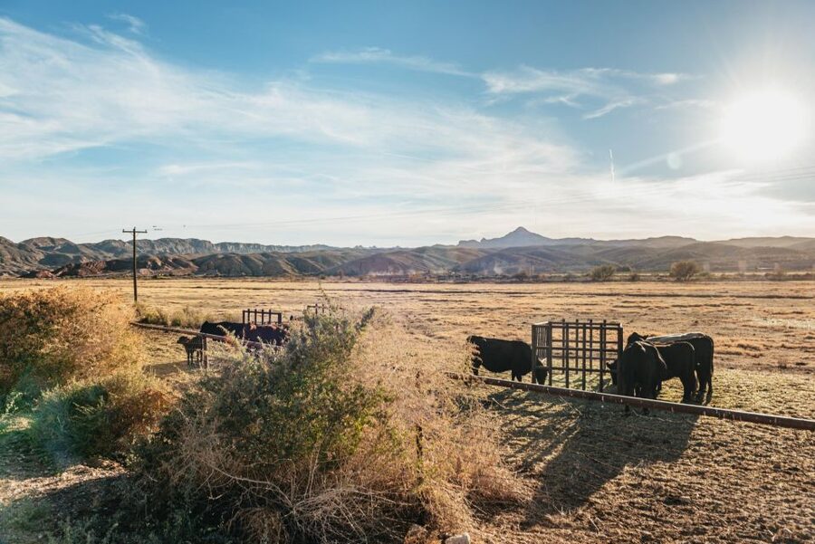 From Las Vegas: Desert Sunset Horseback Ride with BBQ Dinner - Sunset Views: Timing That Turns a Horse Ride Into a Memory