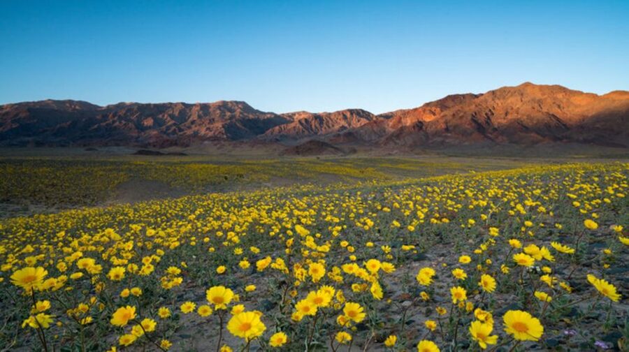 From Las Vegas: Full Day Death Valley Group Tour - Pahrump break before the ride back