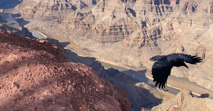 From Las Vegas: Grand Canyon & Hoover Dam Private Photo Tour - Price and logistics: what $589 per person is really buying