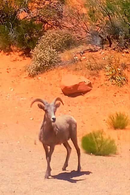 From Las Vegas: Valley of Fire Full-Day Guided Tour w/ Lunch - Rainbow Vista and Fire Canyon Overlook: Where Photos Actually Make Sense