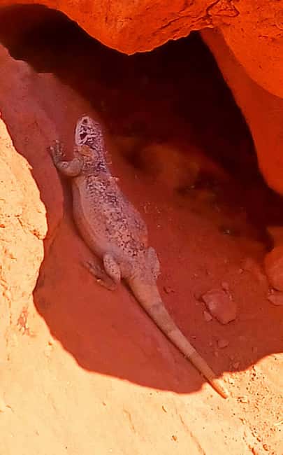 From Las Vegas: Valley of Fire Full-Day Guided Tour w/ Lunch - Hotel Pickup, Van Comfort, and the 8-Hour Flow
