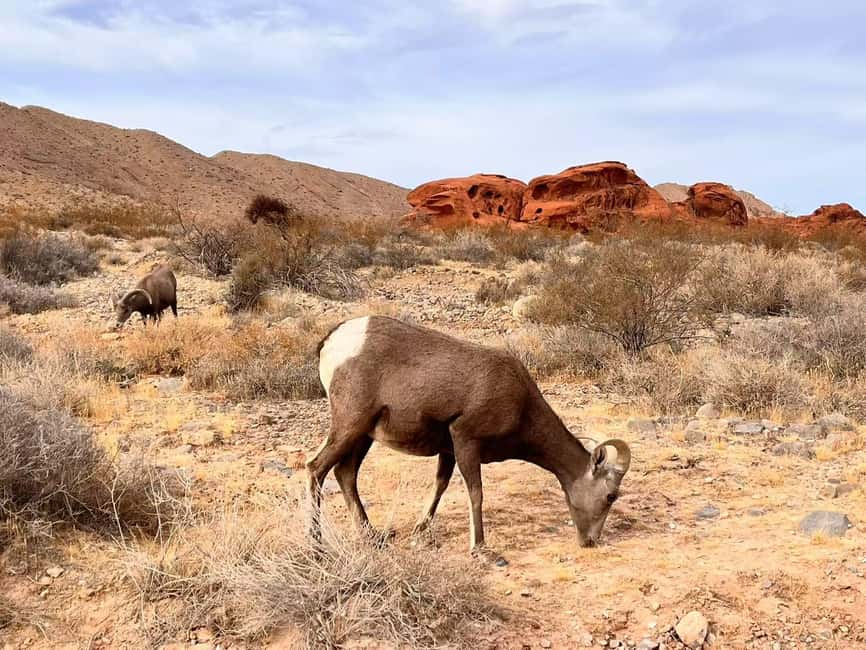 From Las Vegas: Valley of Fire State Park Guided Day Tour - Key Highlights You Should Know Before You Go