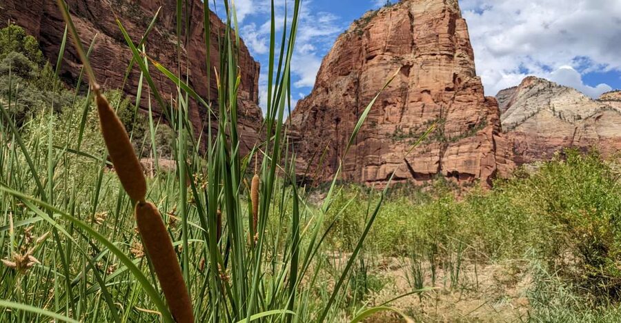 From Las Vegas: Zion National Park Small Group Adventure - Shuttles, winter timing, and why your route choices matter