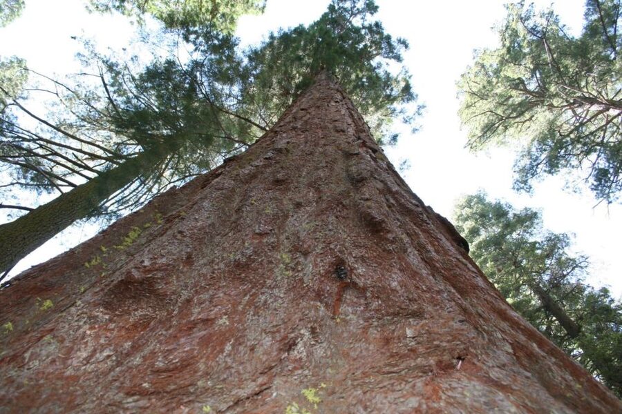From Vegas to San Francisco: 7-Day National Park Tour - Key Highlights You’ll Feel in Day 1