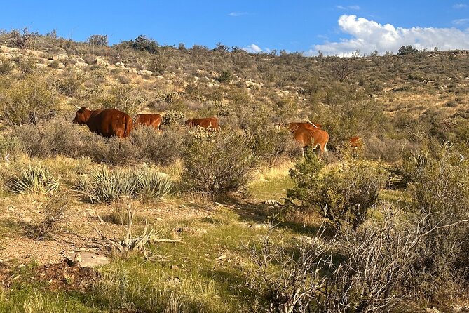 Grand Canyon ATV Tour - West Rim Trail (about an hour): guided riding with quick context