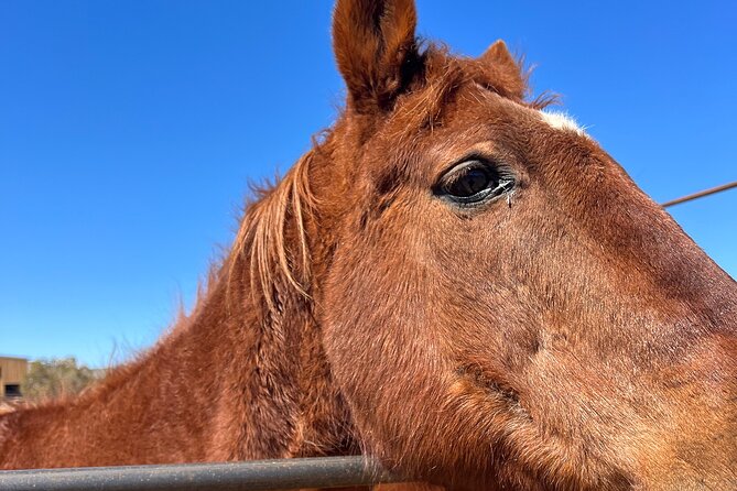 Grand Canyon ATV Tour + Horseback Riding Tour - Horseback riding: it can be the highlight, so protect your plans