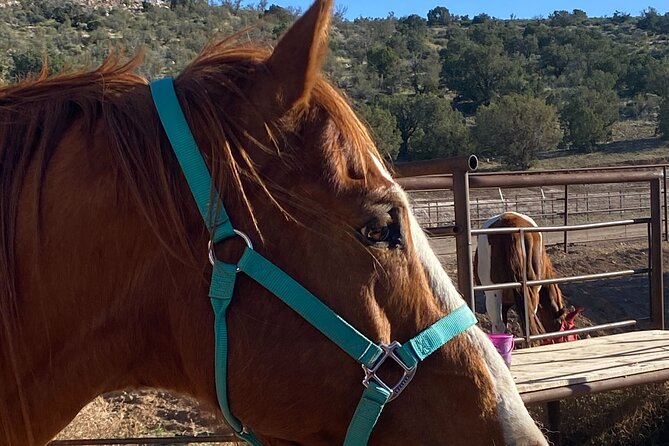 Grand Canyon ATV Tour + Horseback Riding Tour - Small group of 14: why the vibe feels different