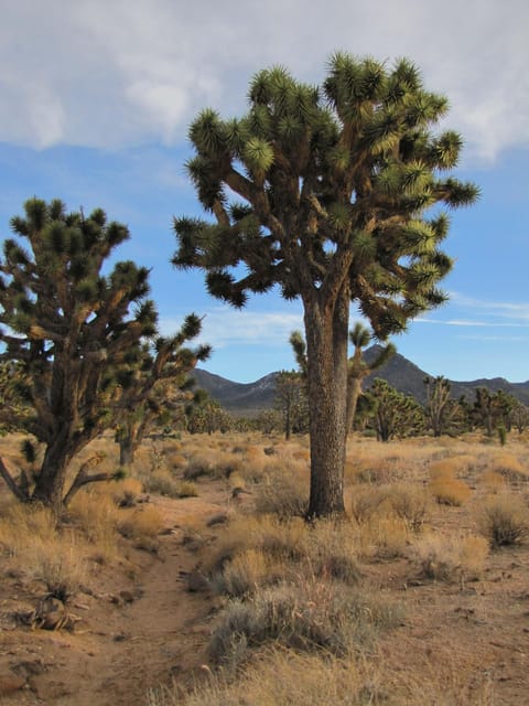 Grand Canyon Hoover Dam and Joshua Tree VIP Small Group Tour - Should You Book This VIP Small-Group Tour?