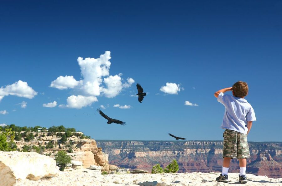 Grand Canyon: Morning Off-Road Safari with Skip the Gate - Key things to love about this South Rim 4x4 morning safari