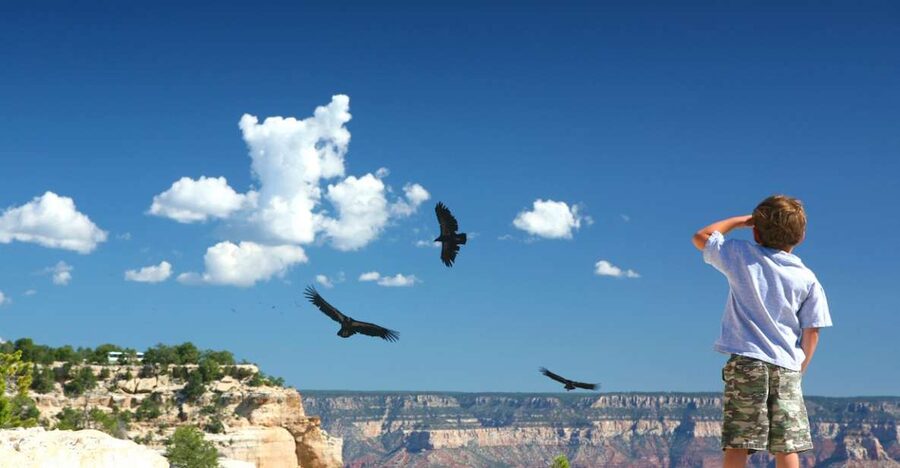 Grand Canyon: Morning Off-Road Safari with Skip the Gate - A custom 4x4 through Kaibab National Forest: comfort first, adventure second