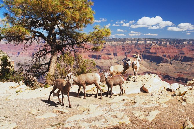 Grand Canyon National Park South Rim Small Group Bus Tour - Route 66 Breaks: Kingman and Seligman Before You Reach the Rim