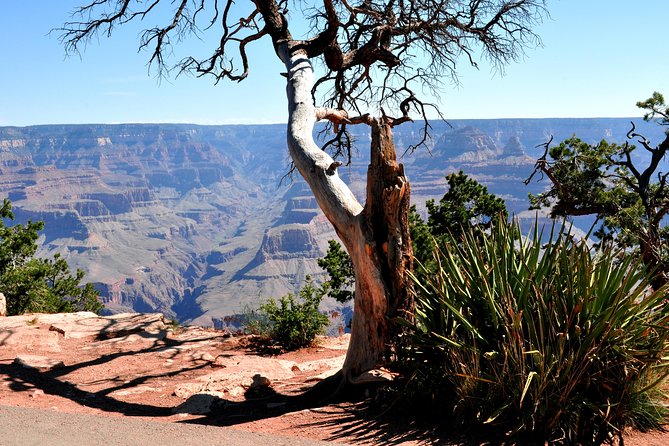 Grand Canyon National Park VIP Tour from Las Vegas - Why this VIP Grand Canyon tour works without a rental car