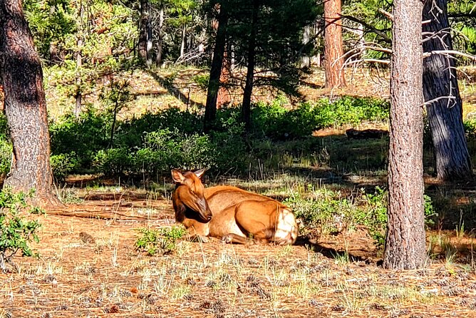 Grand Canyon South Rim Tour with Lunch included - Price and Park Pass Math: The Real Value Check