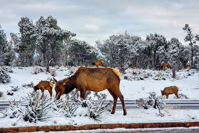 Grand Canyon South Rim Tour with Lunch included - Pickup Rules and South Gate Lines: How to Avoid a Stress Spiral