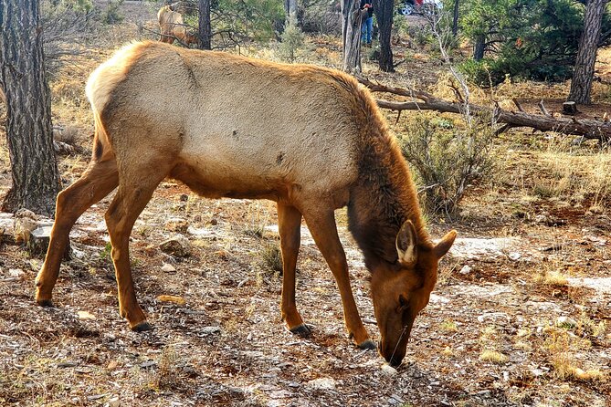 Grand Canyon South Rim Tour with Lunch included - Who This Tour Suits Best (and Who It Might Not)