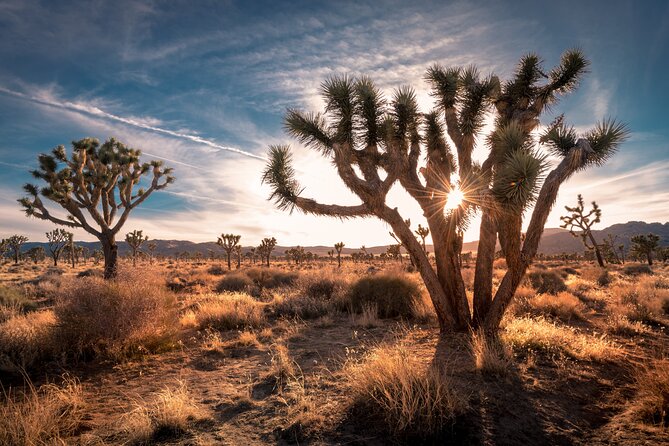 Grand Canyon West, Hoover Dam and Seven Magic Mountains & LV Sign - H2: Arizona’s Joshua Tree Forest Stop for a Breather