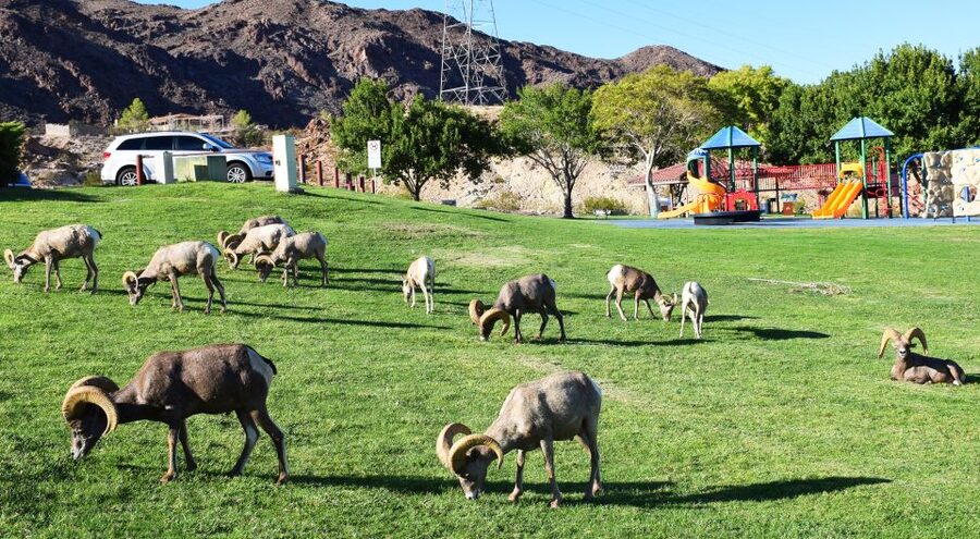 Grand Canyon West & Hoover Dam Combo Tour - Guides and group style: small groups, live English, and safety