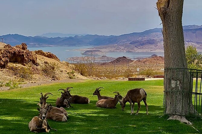 Hoover Dam Electric Bike Tour - Stop 1: Hemenway Park and the Bighorn Sheep “Maybe”
