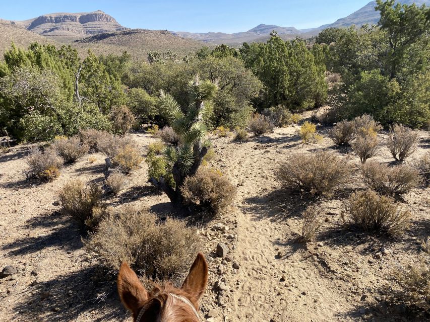 Horseback Ride thru Joshua Tree Forest with Buffalo & Lunch - Guides and horses: names you may hear and how the team shapes the day
