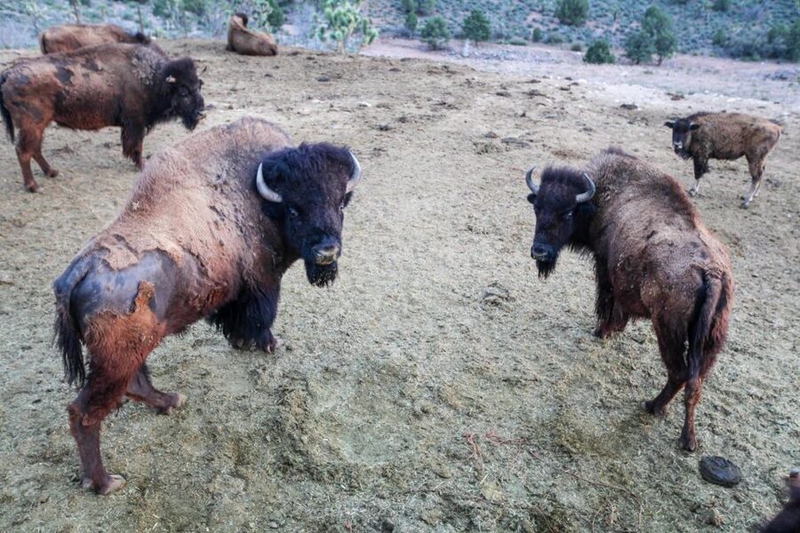 Horseback Ride thru Joshua Tree Forest with Buffalo & Lunch - Who this tour fits best (and who should skip it)