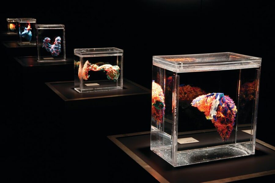 Las Vegas: BODIES | The Exhibition at the Luxor - Key things worth knowing before you go