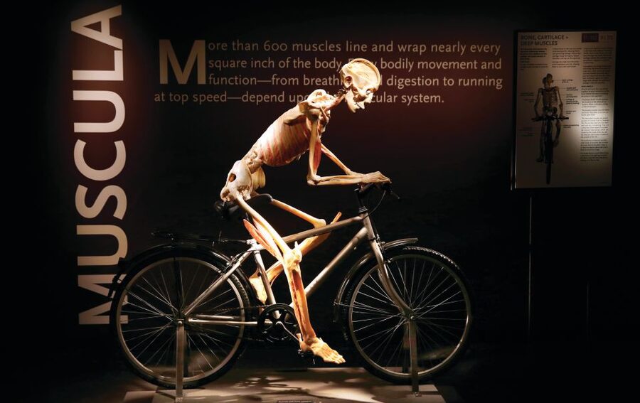 Las Vegas: BODIES | The Exhibition at the Luxor - Bodies…The Exhibition at the Luxor: what you’re really paying for