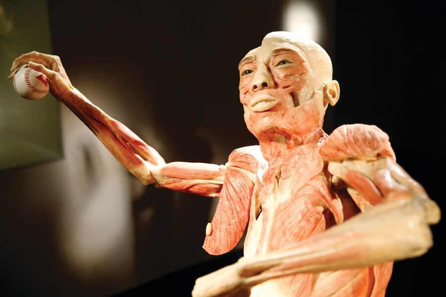 Las Vegas: BODIES | The Exhibition at the Luxor - The big draw: 13 whole-body specimens and 260+ organs