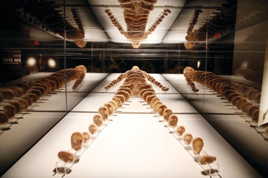 Las Vegas: BODIES | The Exhibition at the Luxor - Respiratory and circulatory systems: seeing how life keeps moving