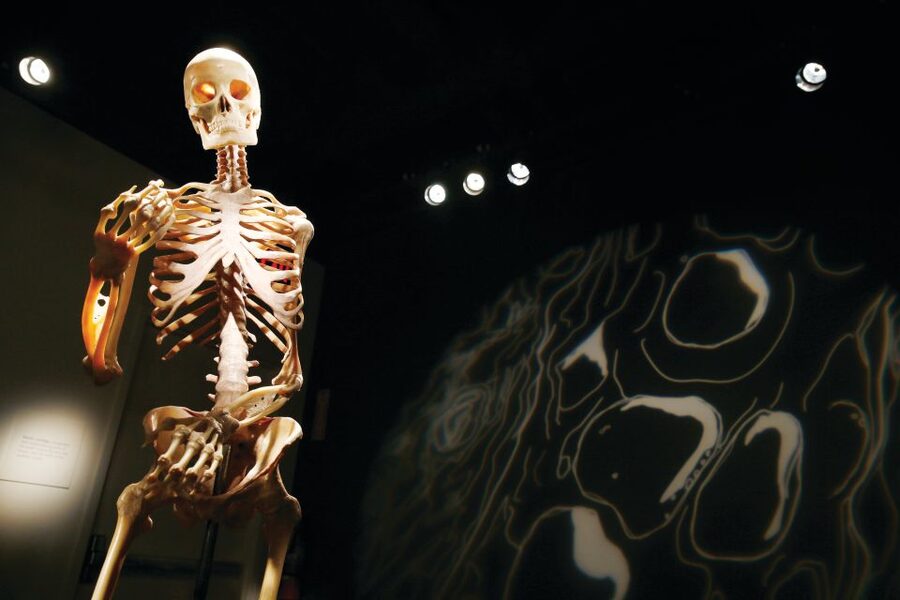 Las Vegas: BODIES | The Exhibition at the Luxor - What rules you should respect before you arrive