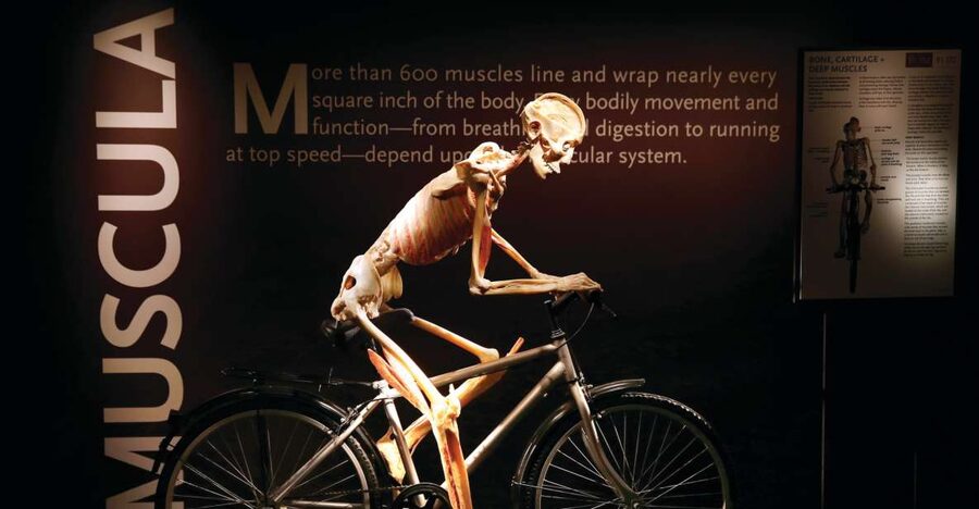 Las Vegas: BODIES | The Exhibition at the Luxor - Entering the gallery: how the visit flows