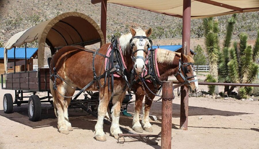 Las Vegas: Grand Canyon Ranch Tour with Horseback/Wagon Ride - Hoover Dam and Joshua Tree photo stops: quick, scenic, and time-aware