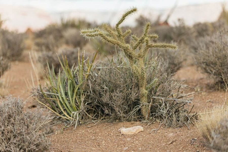 Las Vegas: Grand Canyon West Rim VIP Luxury Small Group Tour - Logistics: the one thing that can ruin your morning