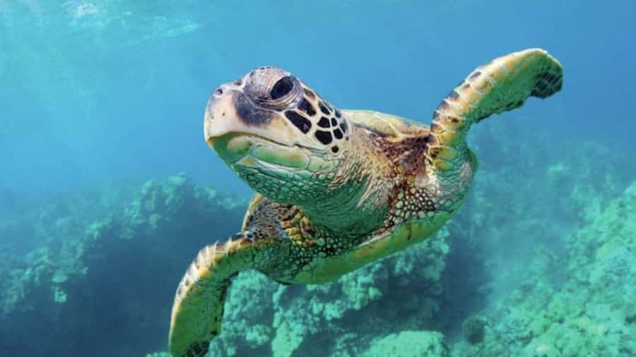 Las Vegas: Shark Reef Aquarium Entry Ticket - Key Things I’d Plan Around