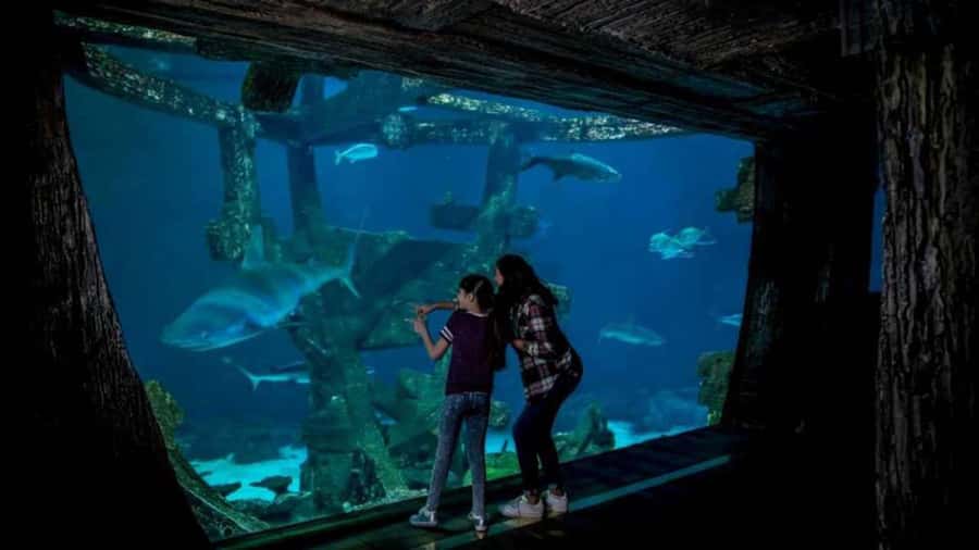 Las Vegas: Shark Reef Aquarium Entry Ticket - Walking There From Mandalay Bay Self-Parking: The Simple Route