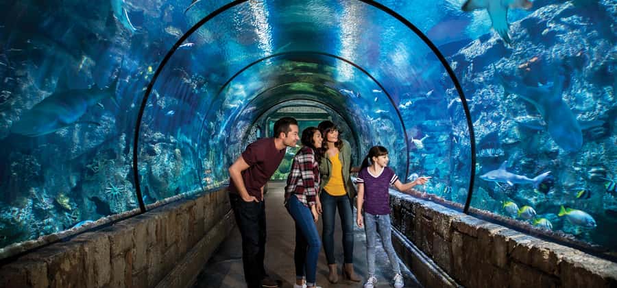 Las Vegas: Shark Reef Aquarium Entry Ticket - Jellyfish, the Sinking Temple, and the Themed Tank Stops