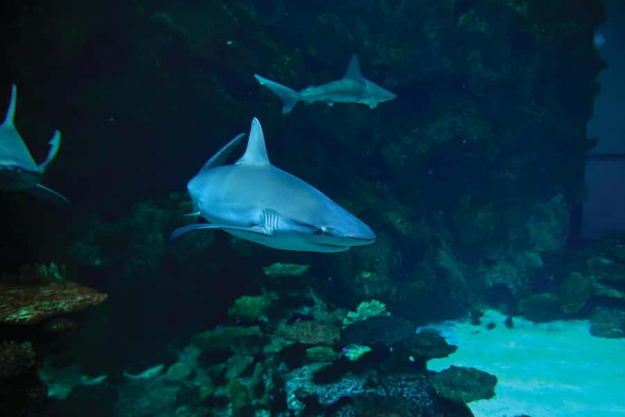 Las Vegas: Shark Reef Aquarium Entry Ticket - Touch Pool Time: Stingrays and Horseshoe Crabs