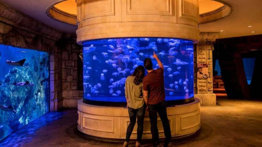 Las Vegas: Shark Reef Aquarium Entry Ticket - Timing Your Visit: Last Entry at 7:00 PM
