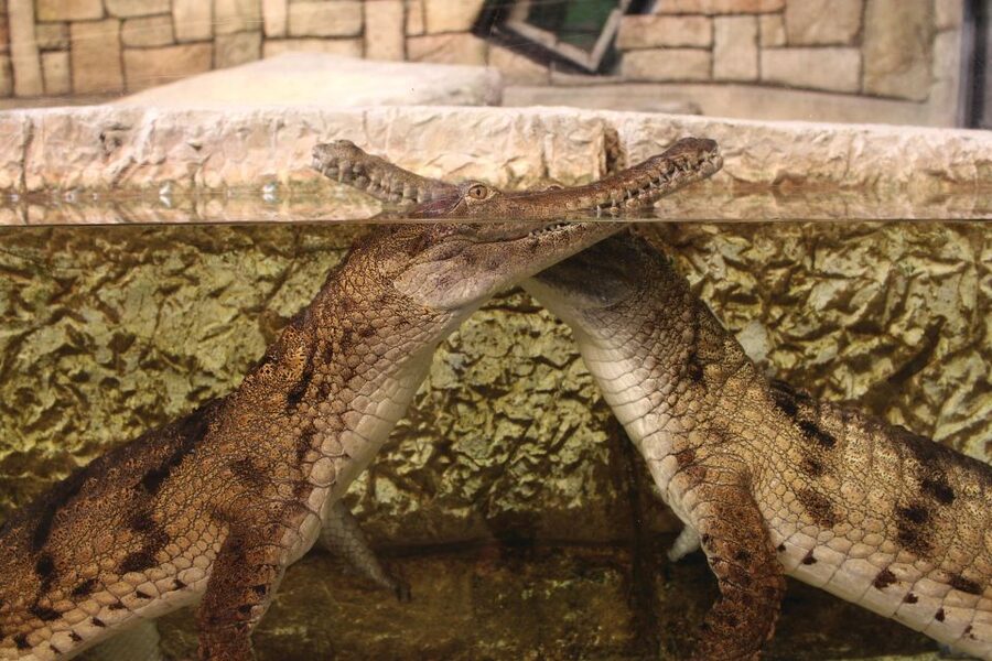 Las Vegas: Shark Reef Aquarium Entry Ticket - Price and Value: Is $29 Worth It?